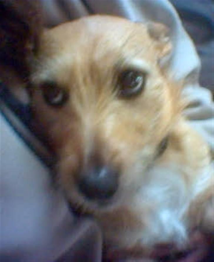 Blanding af racer R.I.P Pepsi <33 billede 4