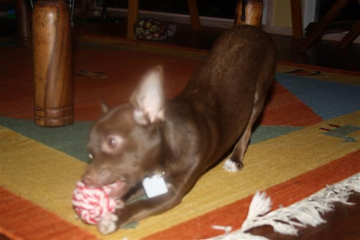 Chihuahua Wilma - leger med min bold. Jeg er nu 6 mdr. billede 14
