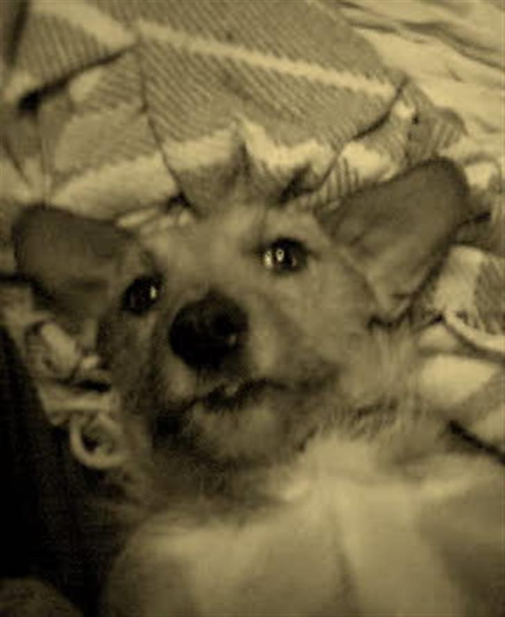 Blanding af racer R.I.P Pepsi <33 billede 5