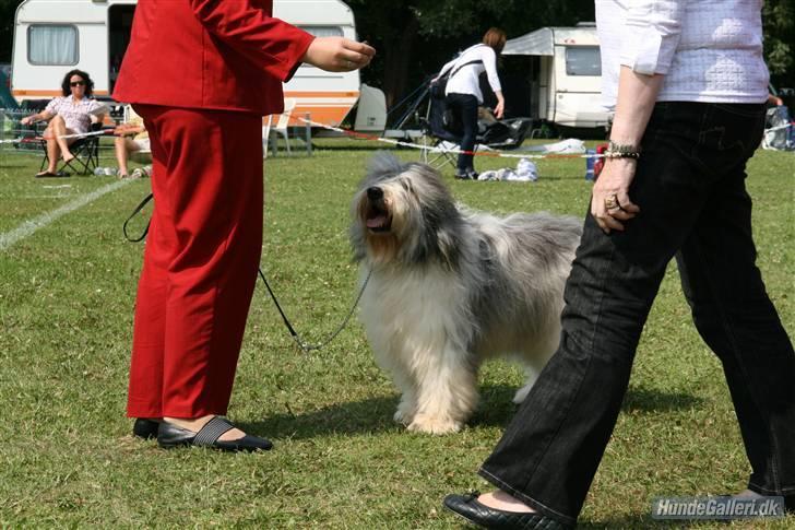 Polski owczarek nizinny Khiwa´s Jurata-A-Zospa - Se hvor jeg står fint !!!!! billede 5