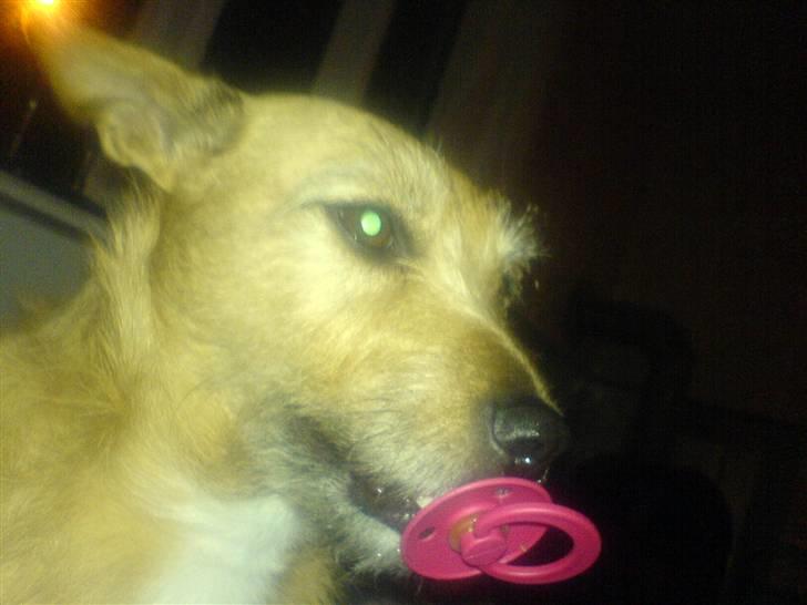 Blanding af racer R.I.P Pepsi <33 billede 6