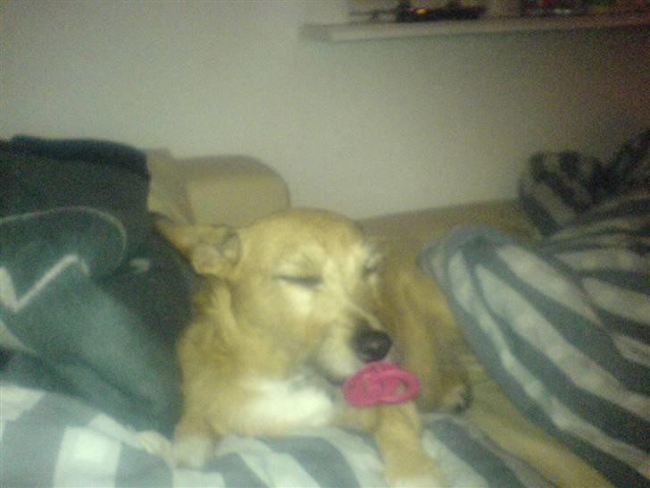 Blanding af racer R.I.P Pepsi <33 billede 7