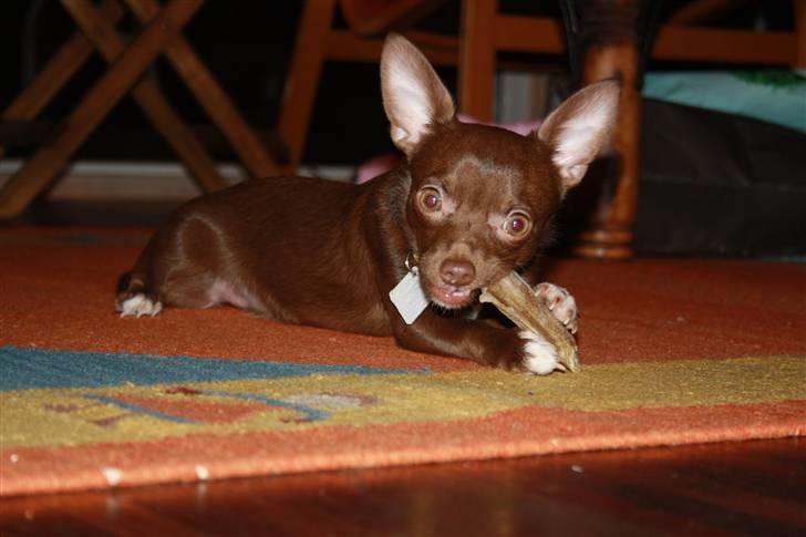Chihuahua Wilma - uhmm gnam gnam! Et nyt tyggeben billede 15
