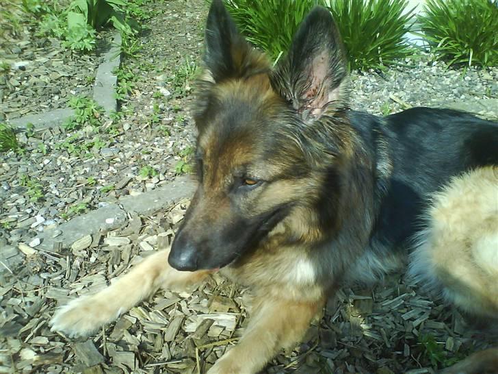 Schæferhund Molly <3 billede 11