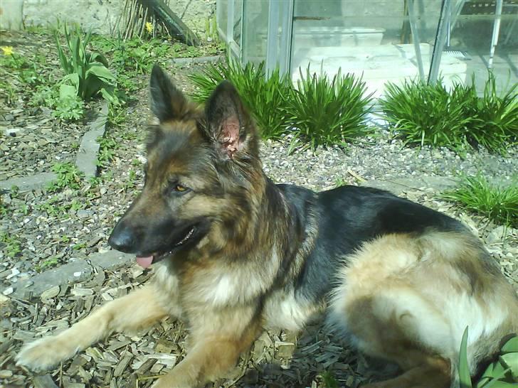 Schæferhund Molly <3 billede 2