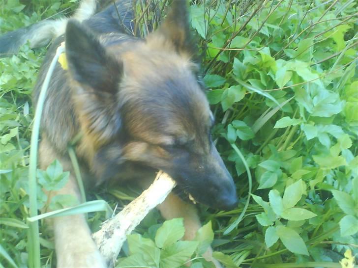 Schæferhund Molly <3 billede 3