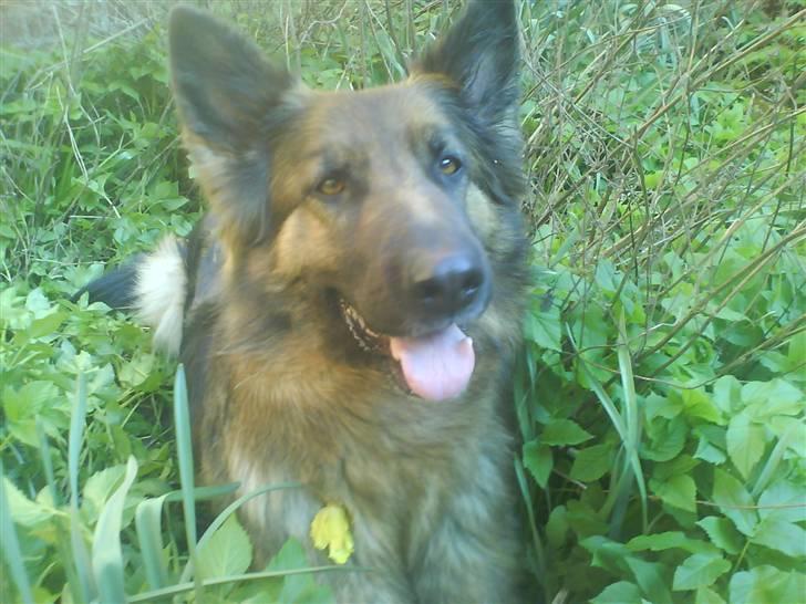 Schæferhund Molly <3 billede 4