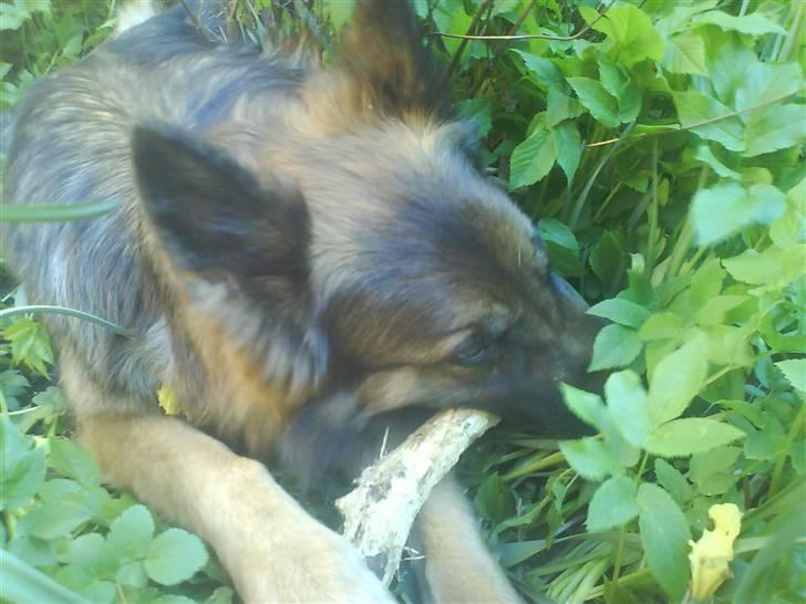 Schæferhund Molly <3 billede 6