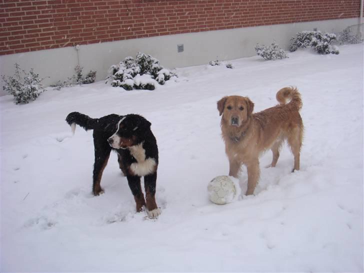 Golden retriever Bacardi billede 11