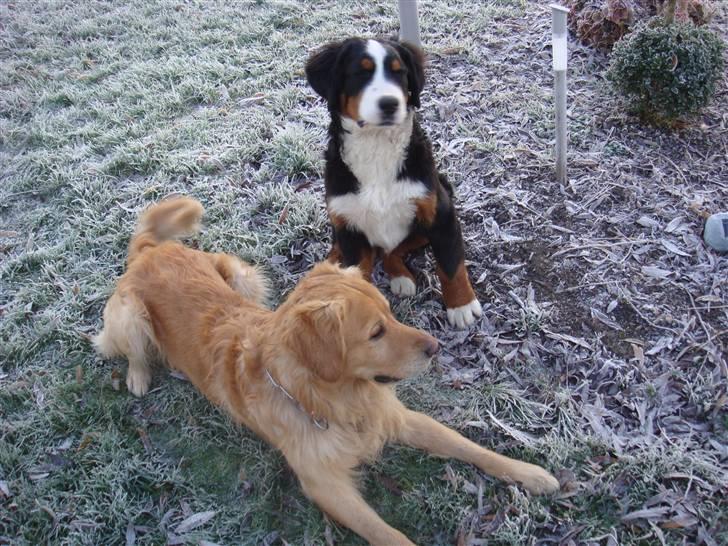 Golden retriever Bacardi billede 12