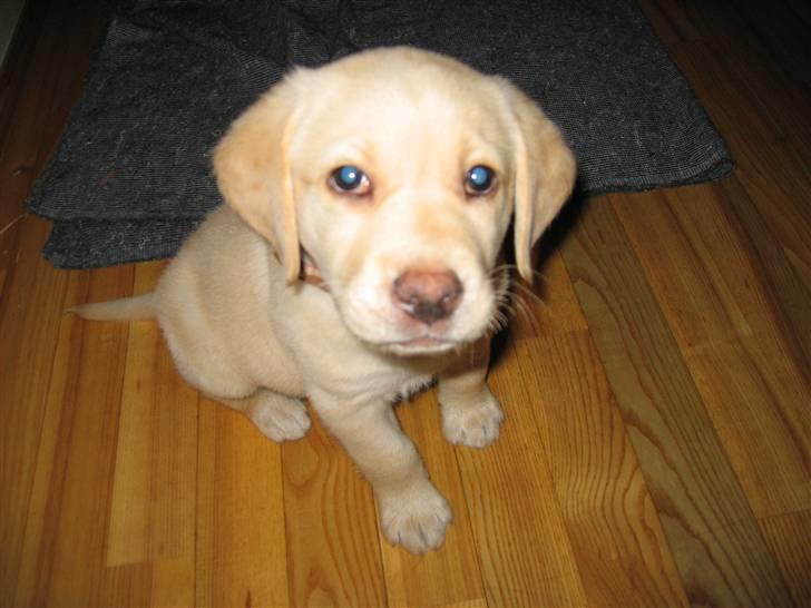 Labrador retriever Zacho - Hvad er det for en sjov ting der blinker? billede 2