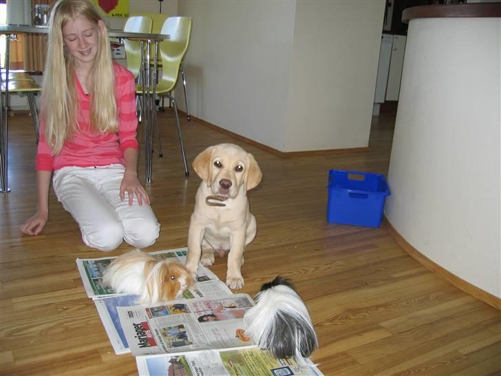 Labrador retriever Zacho - Hvad er det for nogle uldtotter billede 3