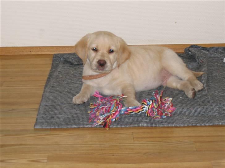 Labrador retriever Zacho - Det er hårdt sådan at flytte ind et nyt sted billede 5