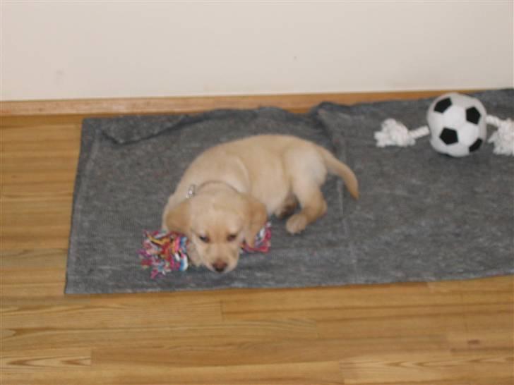 Labrador retriever Zacho - Jeg passer lige på det her billede 6