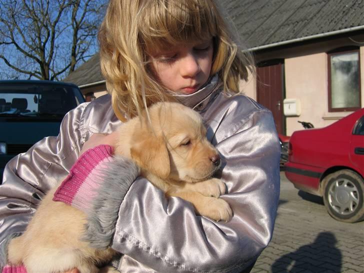 Labrador retriever Zacho - Er det så min nye ejer? billede 7