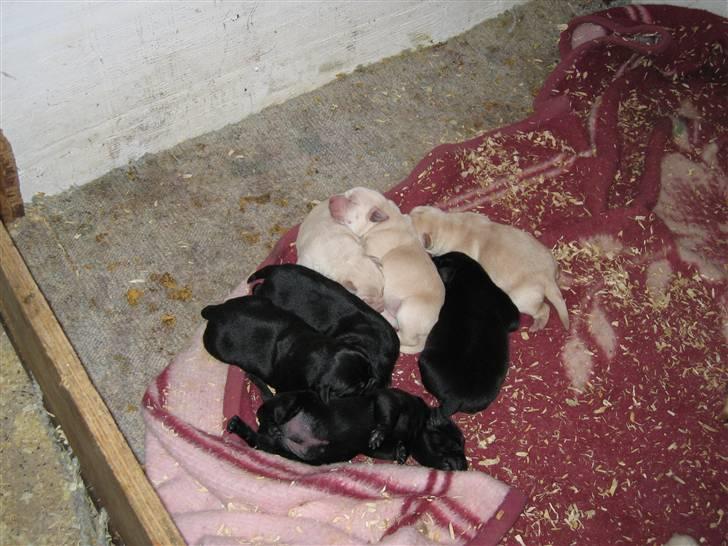Labrador retriever Zacho - Zacho og di andre hvalpe i kuldet, Zacho er den mørkeste af de lyse - første gang vi ser Zacho, han er 5 dage gammel. billede 8