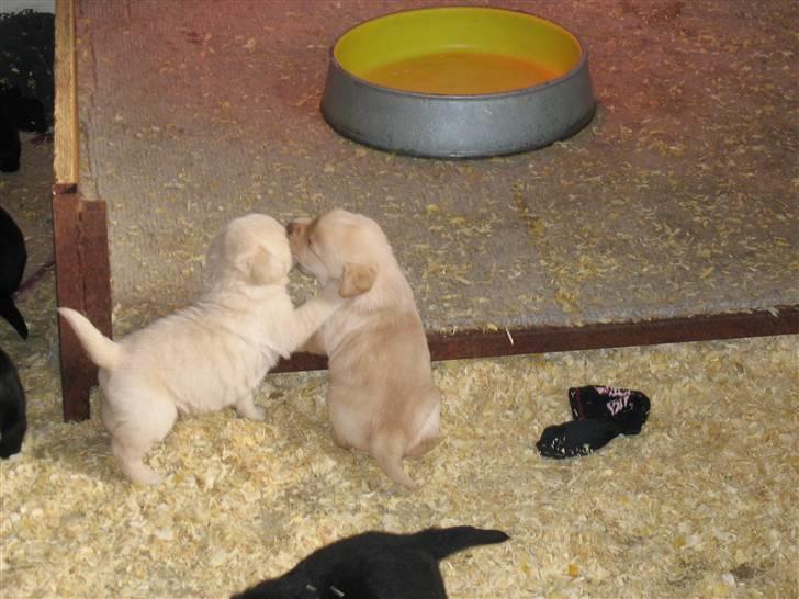 Labrador retriever Zacho - Det er mig der vinder. billede 9
