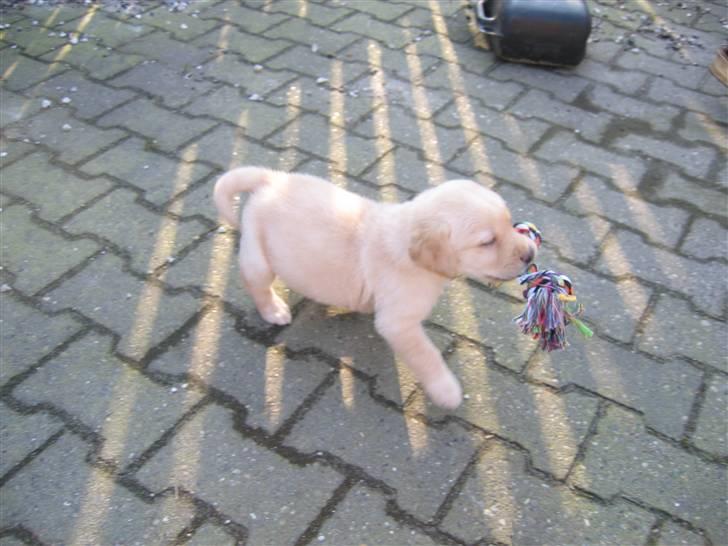 Labrador retriever Zacho - Det er kun mit legetøj! billede 10