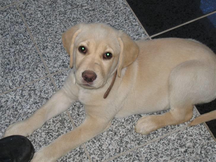 Labrador retriever Zacho - Jeg passer lige på fars træsko billede 11