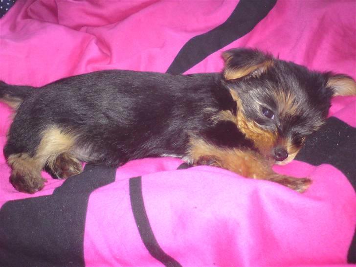 Yorkshire terrier Toffi billede 6