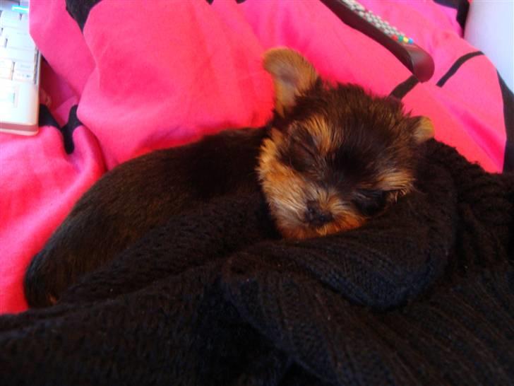 Yorkshire terrier Toffi billede 7
