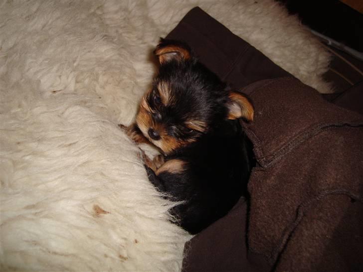 Yorkshire terrier Toffi billede 8
