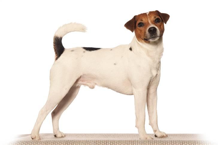 Parson russell terrier Karlsbjerggården Sir Rowe - Foto taget hos fotograf billede 1