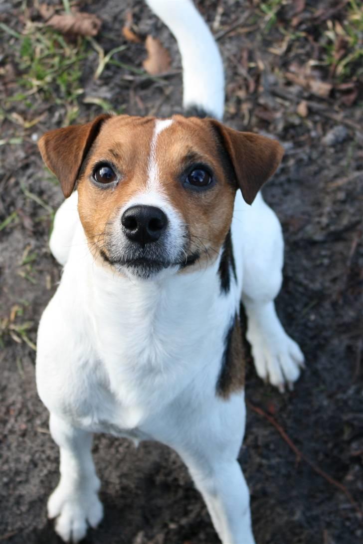 Parson russell terrier Karlsbjerggården Sir Rowe - Her får man hans fulde opmærksomhed billede 2