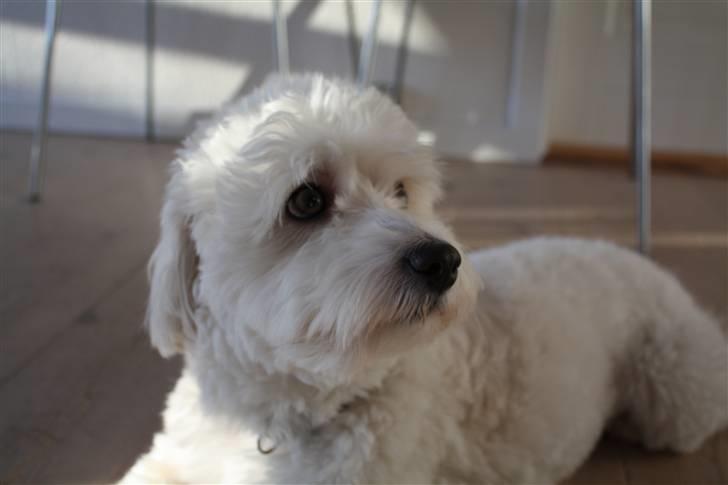 Coton de tulear Olli billede 7