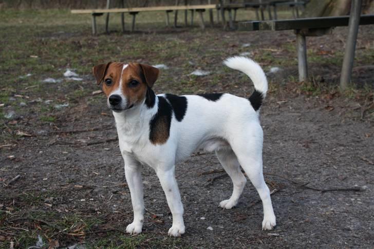 Parson russell terrier Karlsbjerggården Sir Rowe - En tur i skoven billede 3