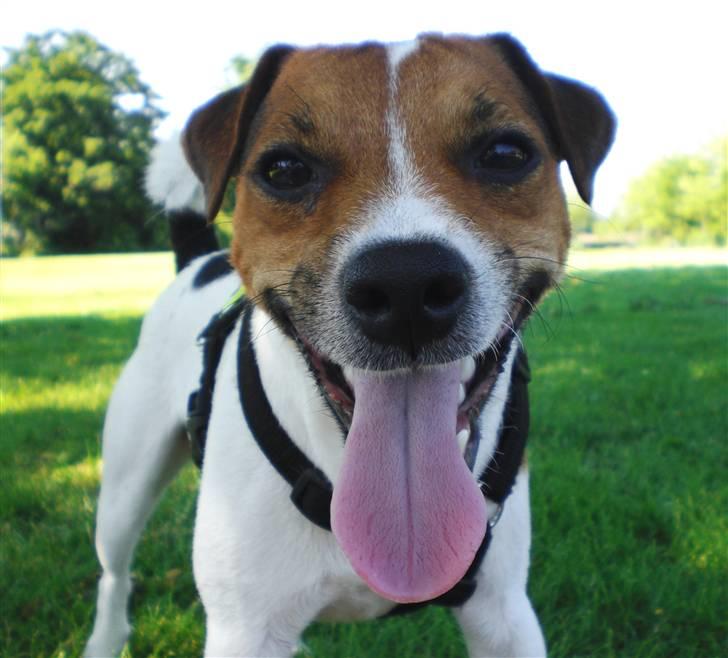 Parson russell terrier Karlsbjerggården Sir Rowe - SMIIIILLLLL billede 4