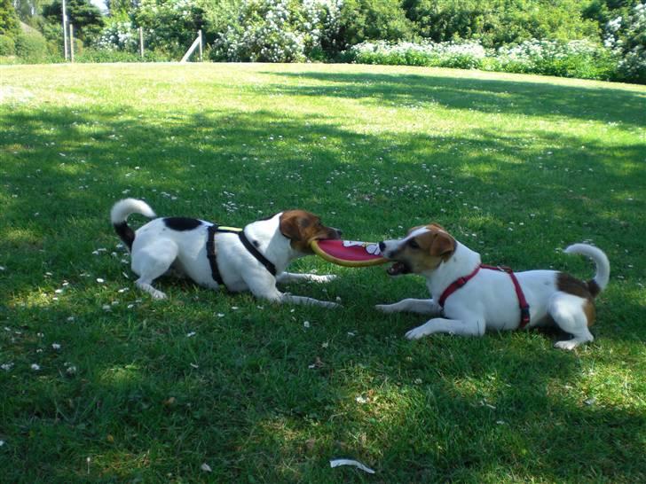 Parson russell terrier Karlsbjerggården Sir Rowe - Leg med lillebror (Figo er til venstre i billedet) billede 5
