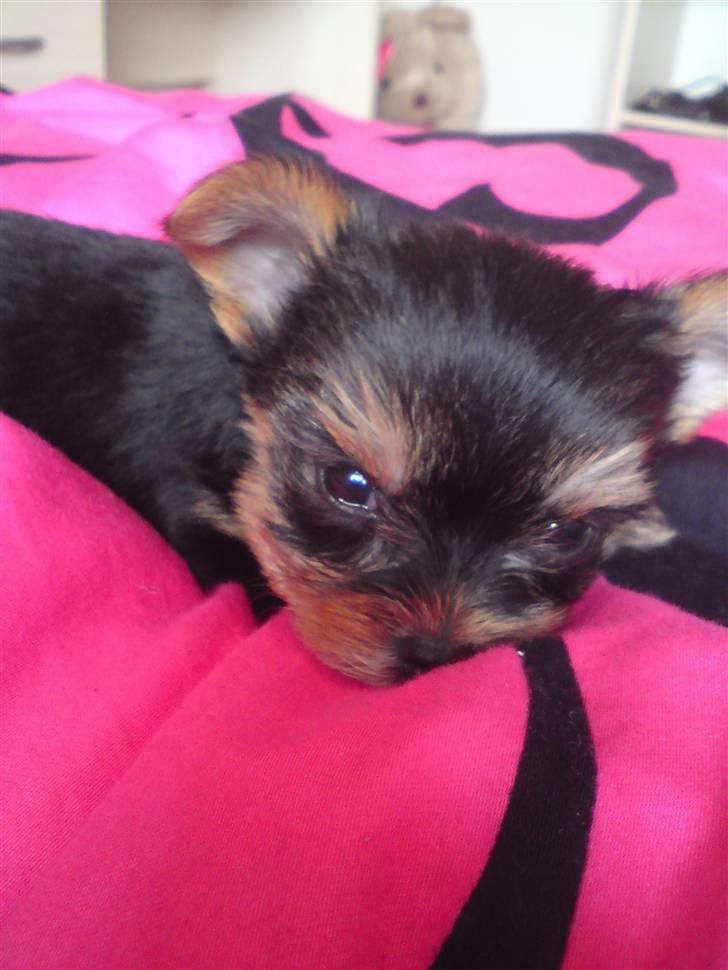 Yorkshire terrier Toffi billede 9
