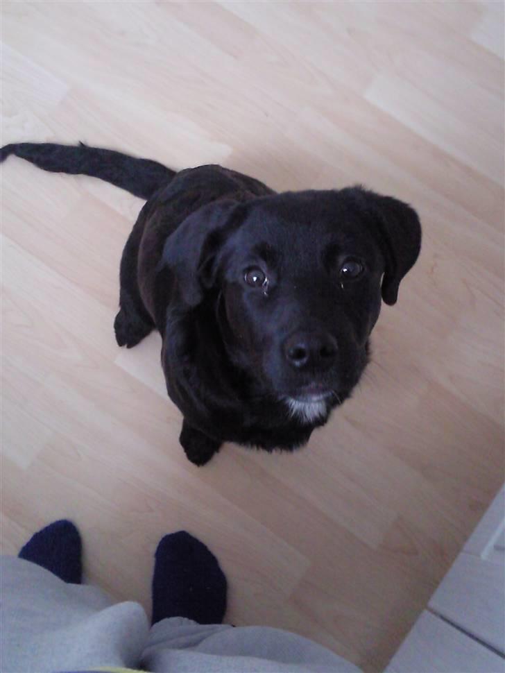 Blanding af racer Nala - Se hvor fin jeg kan sidde. billede 7