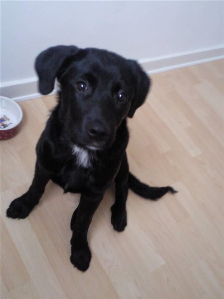 Blanding af racer Nala - :) billede 8