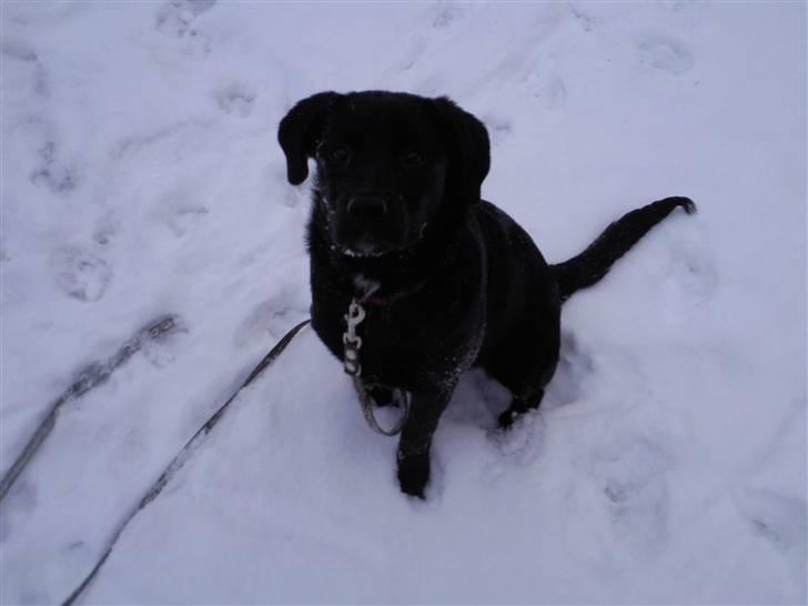 Blanding af racer Nala - Første dag Nala prøver at gå rundt uden snor :) Gik rigtig godt . billede 9