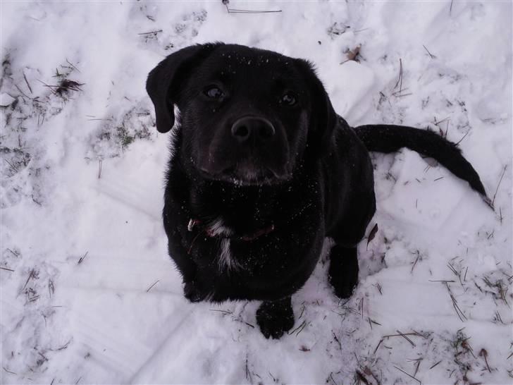 Blanding af racer Nala - Se hvor fin jeg er .. billede 10