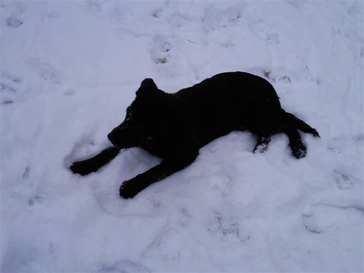 Blanding af racer Nala - Når man er træt, så er man træt, også smider man sig ;) billede 11