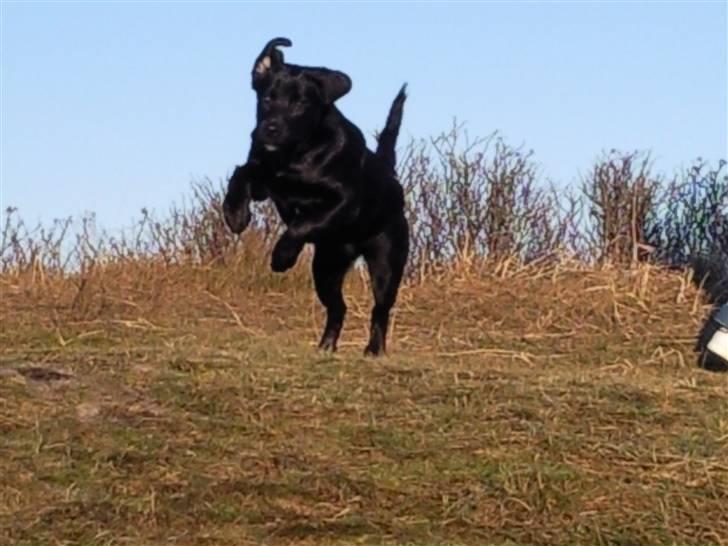 Blanding af racer Nala - Hop hop og afsteeed ;) ..  billede 12