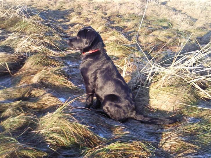 Blanding af racer Nala - Oppe ved stranden i Øster Hurup :) billede 13