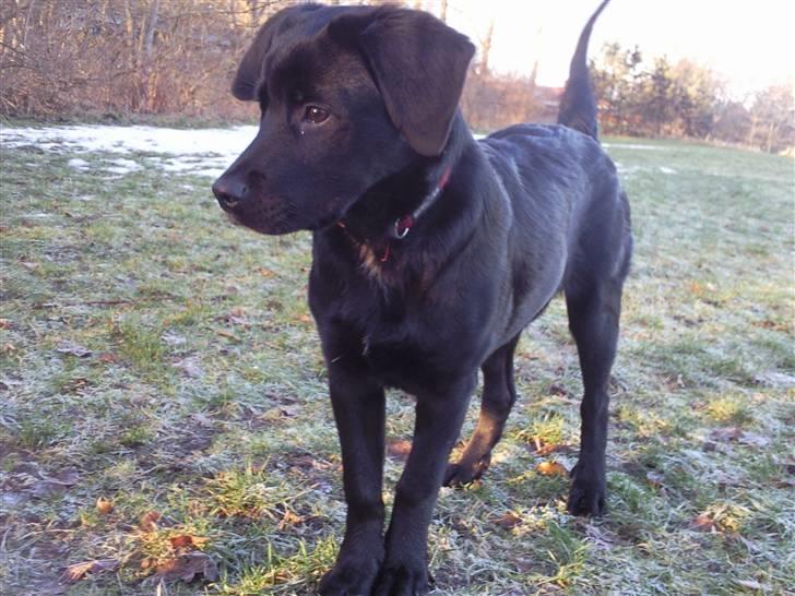 Blanding af racer Nala - Holder øje med hvad Moster Ninka laver .. MEGET spændende .. billede 14