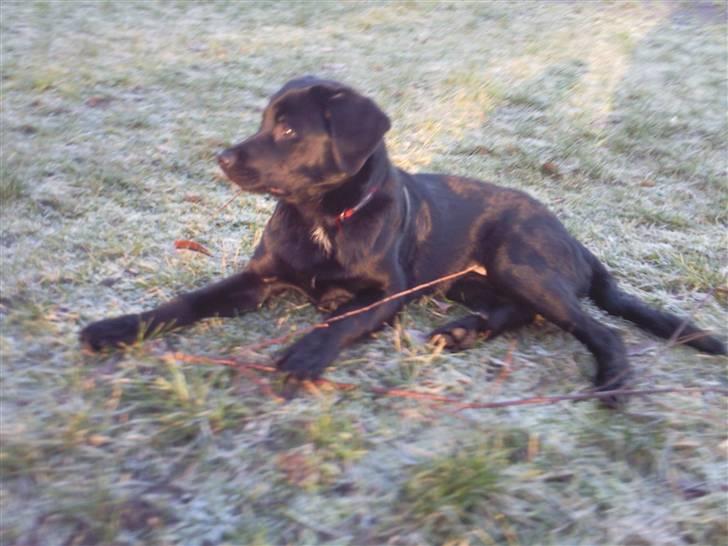 Blanding af racer Nala - Er ved at være træt .. Har leget med Moster Ninka hele dagen .. billede 15