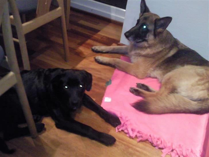 Blanding af racer Nala - Nala sammen med Moster Ninka .. Undskyld øjnene :/ billede 16