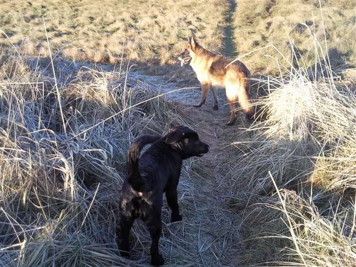 Blanding af racer Nala - Nala og moster Ninka nede ved vandet :) billede 17