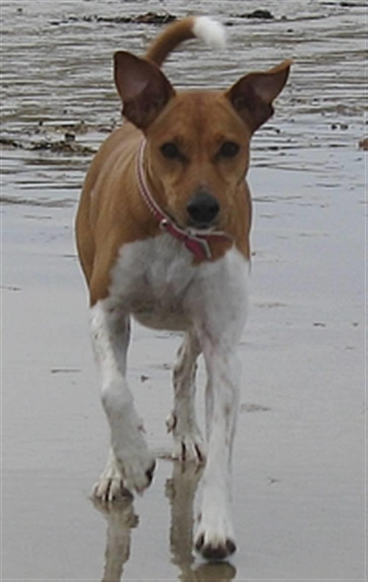 Dansk svensk gaardhund Nikita - Nikita i fuld fart - på ferie i Skallerup Klit i marts 2008 billede 1