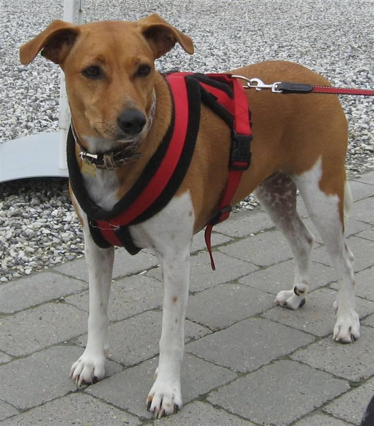 Dansk svensk gaardhund Nikita - Min smukke tøs på ferie i Løkken i august 2009. billede 2