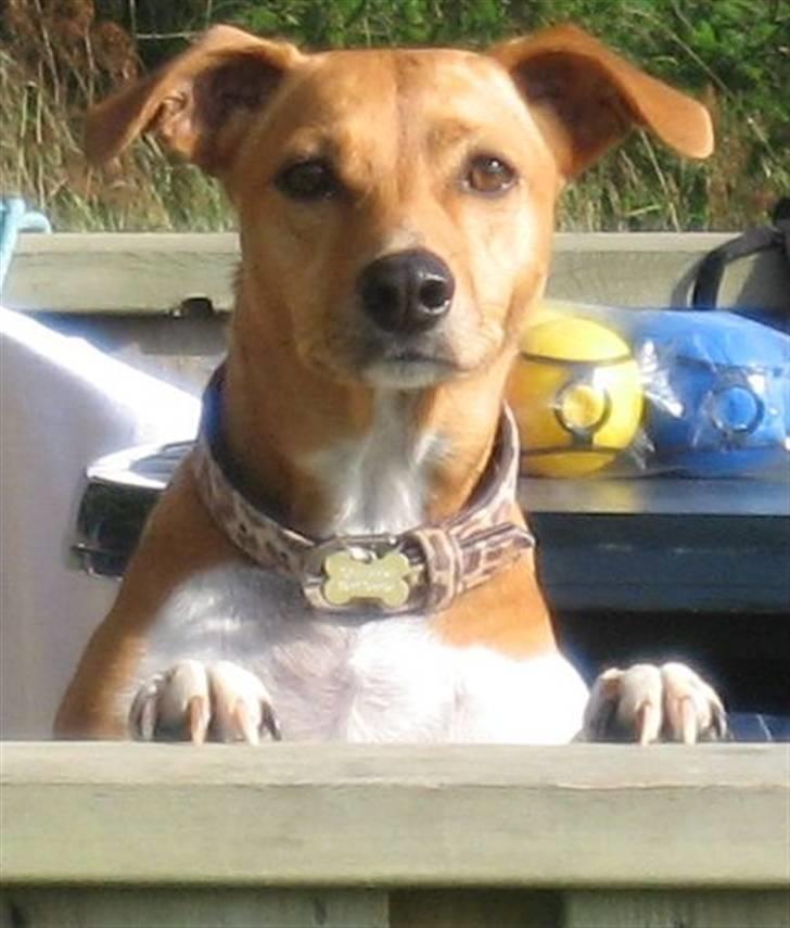 Dansk svensk gaardhund Nikita - Hvis man står på bagben og strækker sig kan man nemt holde udkig - på ferie i Løkken i august 2009. billede 3