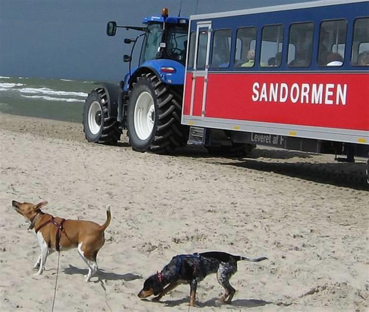 Dansk svensk gaardhund Nikita - Niki har også været på Grenen, her fanget på foto sammen med Sandormen og "lillesøster" Sandie. August 2009. billede 4