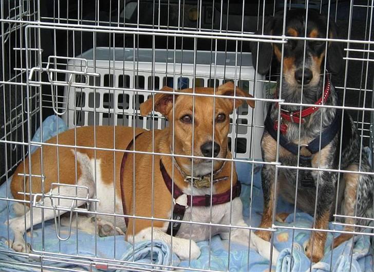 Dansk svensk gaardhund Nikita - Et par trætte feriehunde efter en lang gåtur på Grenen. August 2009. billede 5