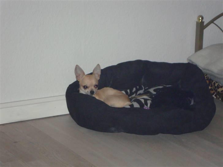 Chihuahua Rockey billede 18